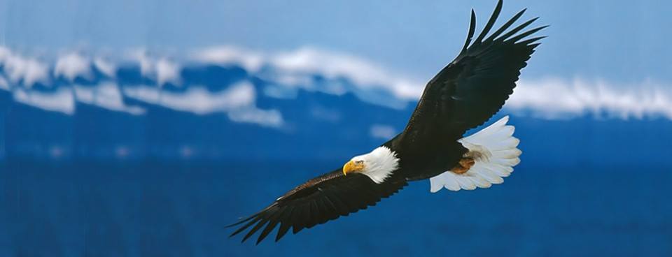 Story: 2 eagles and call for freedom!