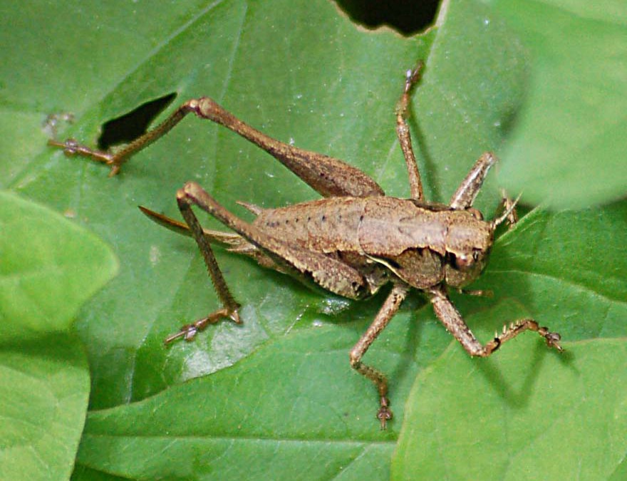 Instructive story: The cricket!