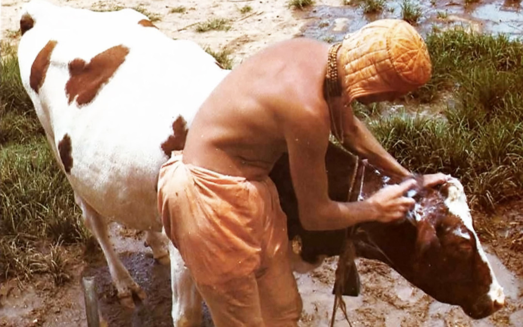 Krishna Story: Sannyasi who got a cat, cow and wife!