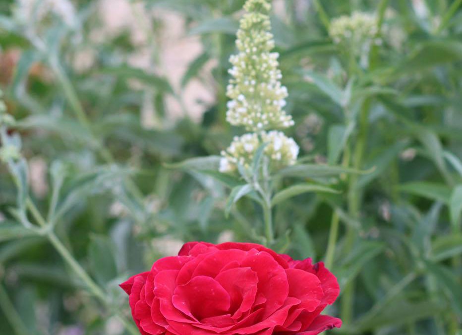 Plants story: PROUD RED ROSE!!!