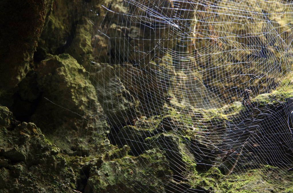 Faith story: Spider web protecting crying solder!