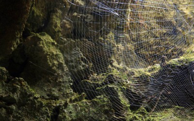 Faith story: Spider web protecting crying solder!