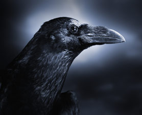 Read more about the article The Crow and the Pursuit of Happiness