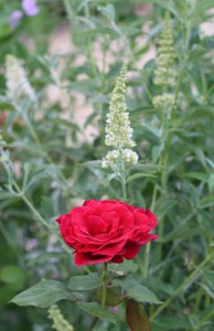 Read more about the article The Red Rose and the Cactus
