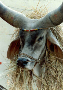 Read more about the article ŚRĪ VALLABHĀCĀRYA BAITHAK